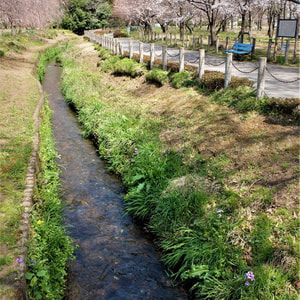 野火止用水.jpg